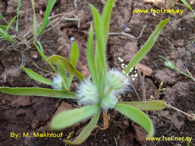Plantago cretica L.